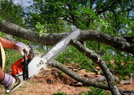 Best Utility Line Clearance  in Chilhowie, VA